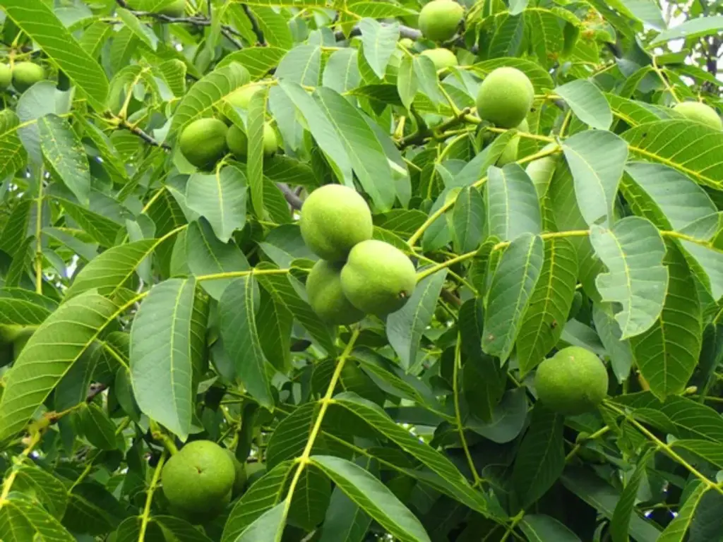 17 Most Common Walnut Tree Types with Pictures To Identify 